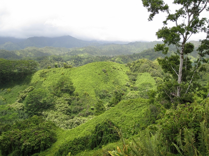 11 Kuilau Ridge trail.jpg